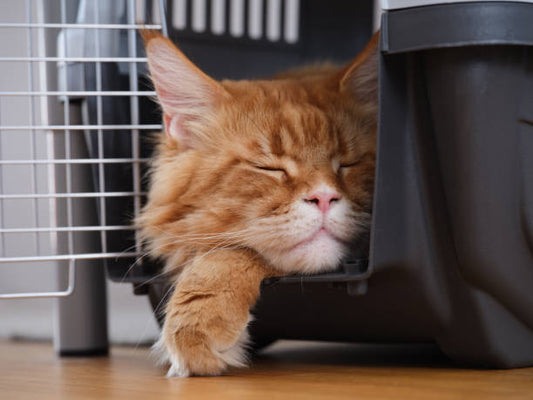 Orange cat relaxing inside a hard cat carrier before a vet visit