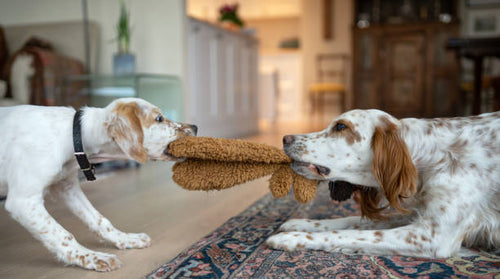 Two dogs playing tug of war with a soft dog toy at home