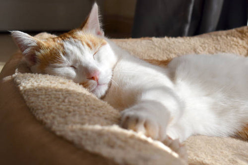 leeping cat enjoying warmth and comfort on a cat bed
