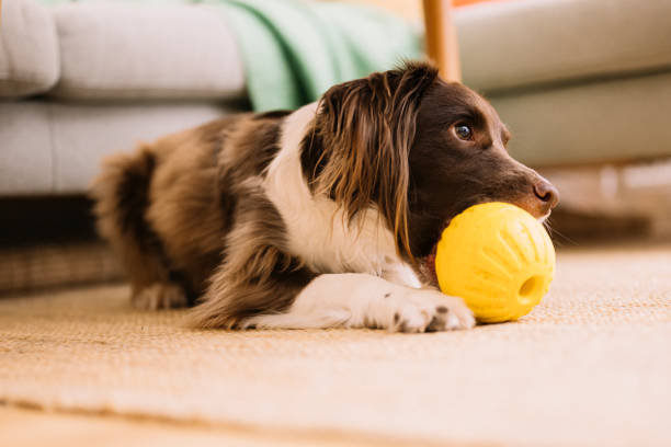 Dog lying on carpet and chewing a yellow dog toy indoors