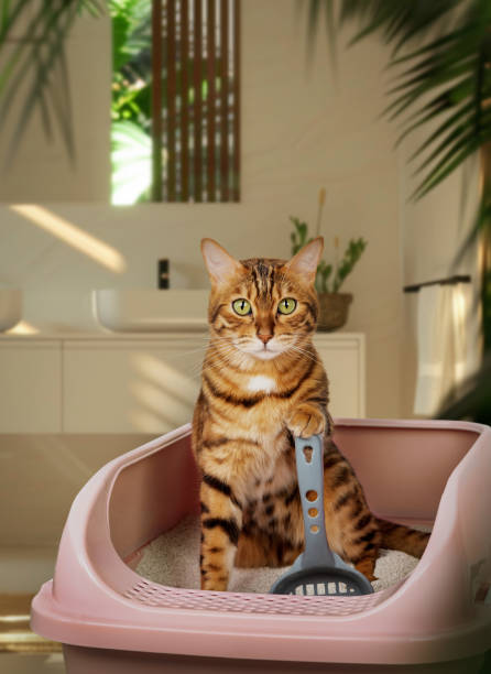Bengal cat sitting inside a cat litter box holding a scoop in a bathroom