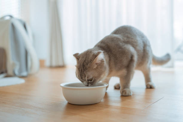 Grey cat eating from a white cat bowl at home