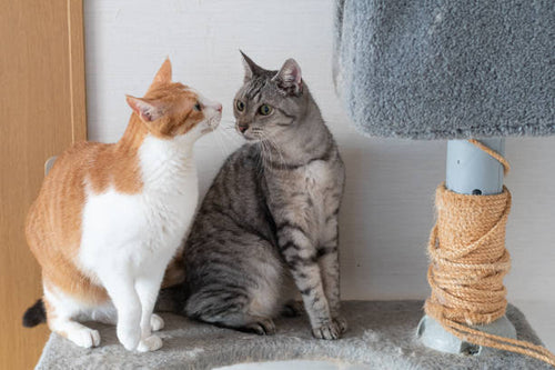 Two indoor cats on a cat tree with scratching post