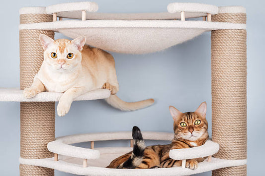 Two cats relaxing on a multi-level cat tree with sisal scratching posts