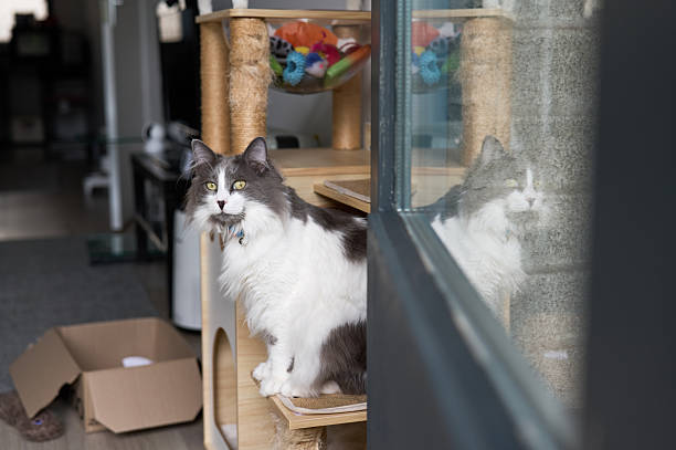 Long-haired cat sitting on a cat tree beside a window in a modern home