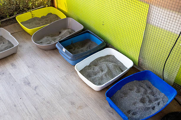 Multiple cat litter boxes arranged in separate areas for a multi-cat household