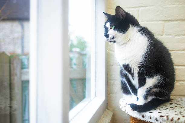 Black and white cat sitting by a window showing signs of alert or tense body language