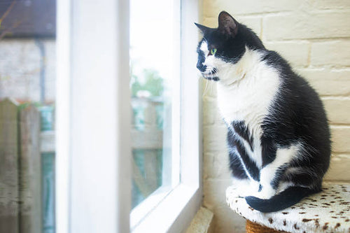 Black and white cat sitting by a window showing signs of alert or tense body language