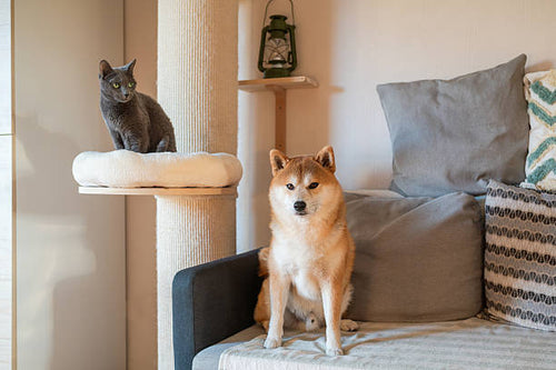 Cat relaxing on a cat tree while a dog sits nearby indoors