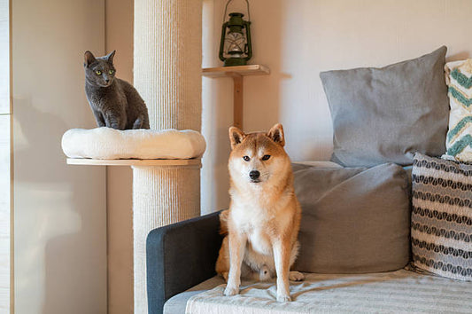 Cat relaxing on a cat tree while a dog sits nearby indoors