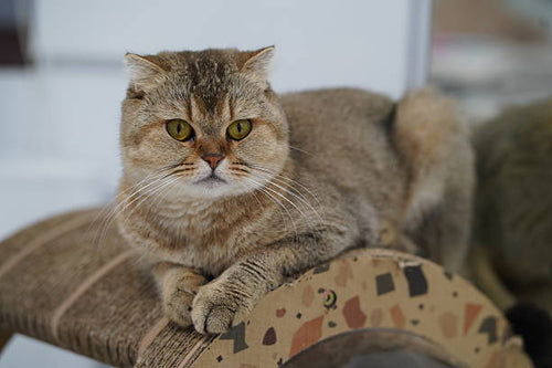 Golden short haired cat resting on a curved cardboard scratcher.