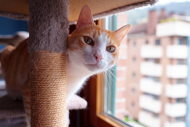 Orange and white cat peeking beside a sisal scratching post on a cat tree by the window