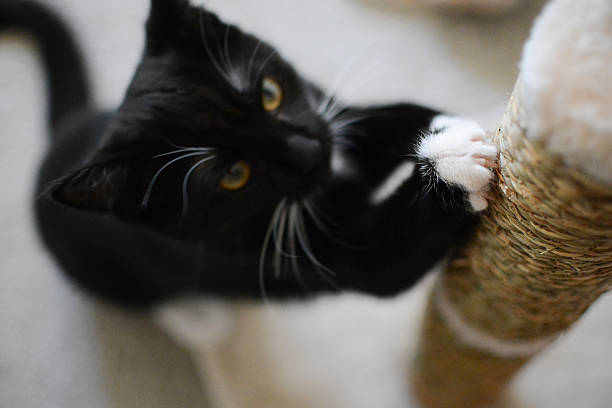 black and white cat using a sisal rope cat scratcher post from PawPawUp