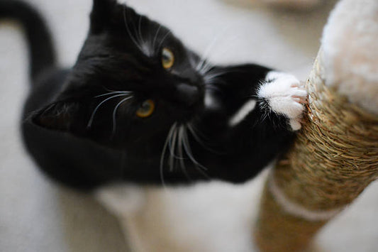 black and white cat using a sisal rope cat scratcher post from PawPawUp