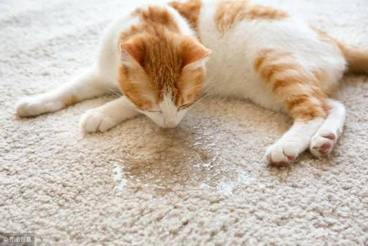 New To Cat Owner Why Do Cats Pee Everywhere? How Can We Fix It? - PawPawUp