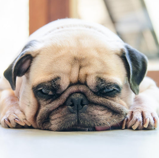 Physical Behaviour of a Stressed Dog - PawPawUp