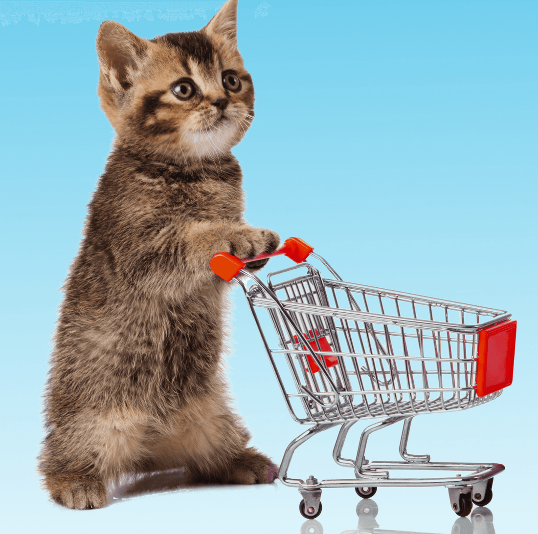 Recommendations On What You Need Before Your New Cat Get Home - PawPawUp