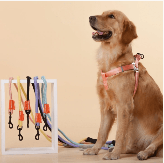 Select The Right Harness For Your Pet - PawPawUp