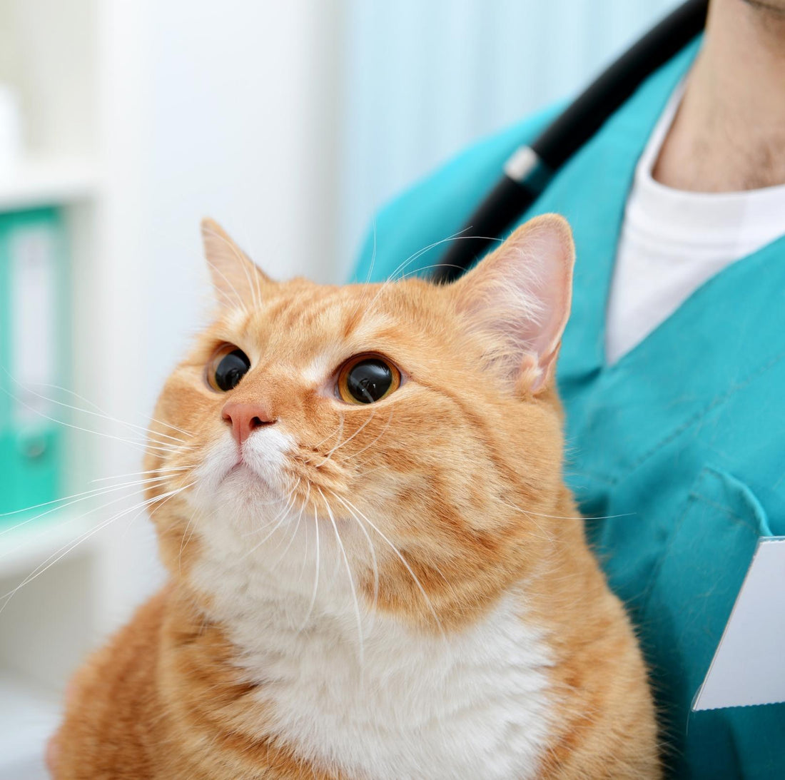 Signs Of Illness From Your Cat Part1 - PawPawUp