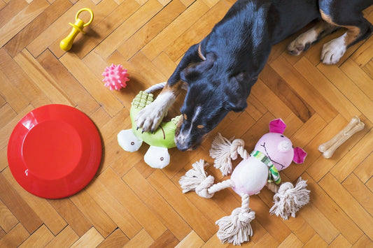 The Science of Canine Play: Why Your Pet Needs Dog Toys