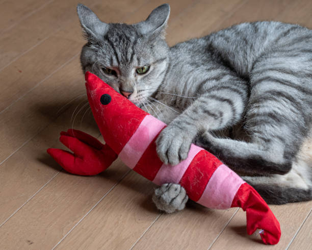 Cat biting and kicking a soft chew toy
