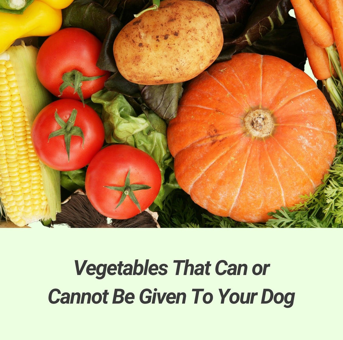 Vegetables That Can or Cannot Be Given To Your Dog - PawPawUp