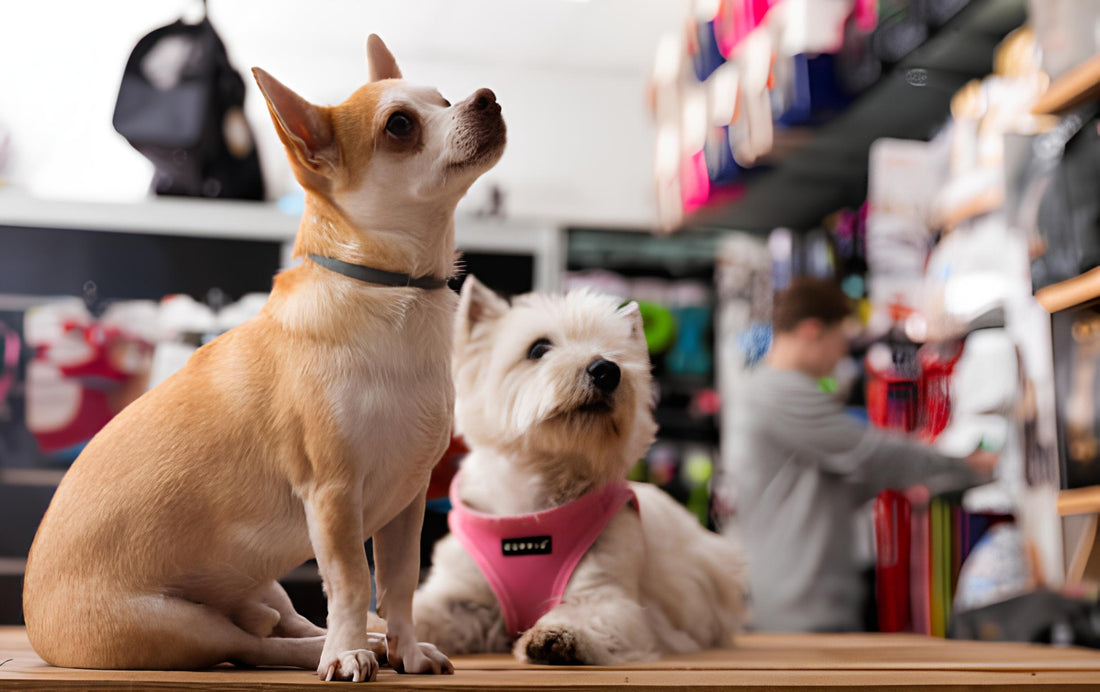Dogs sitting inside a well-stocked pet store in Australia, showcasing a friendly and pet-friendly shopping environment.
