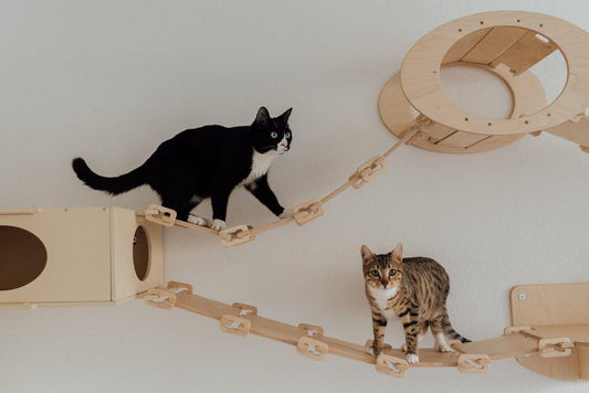 Which Should I Buy for My Cat? - PawPawUp