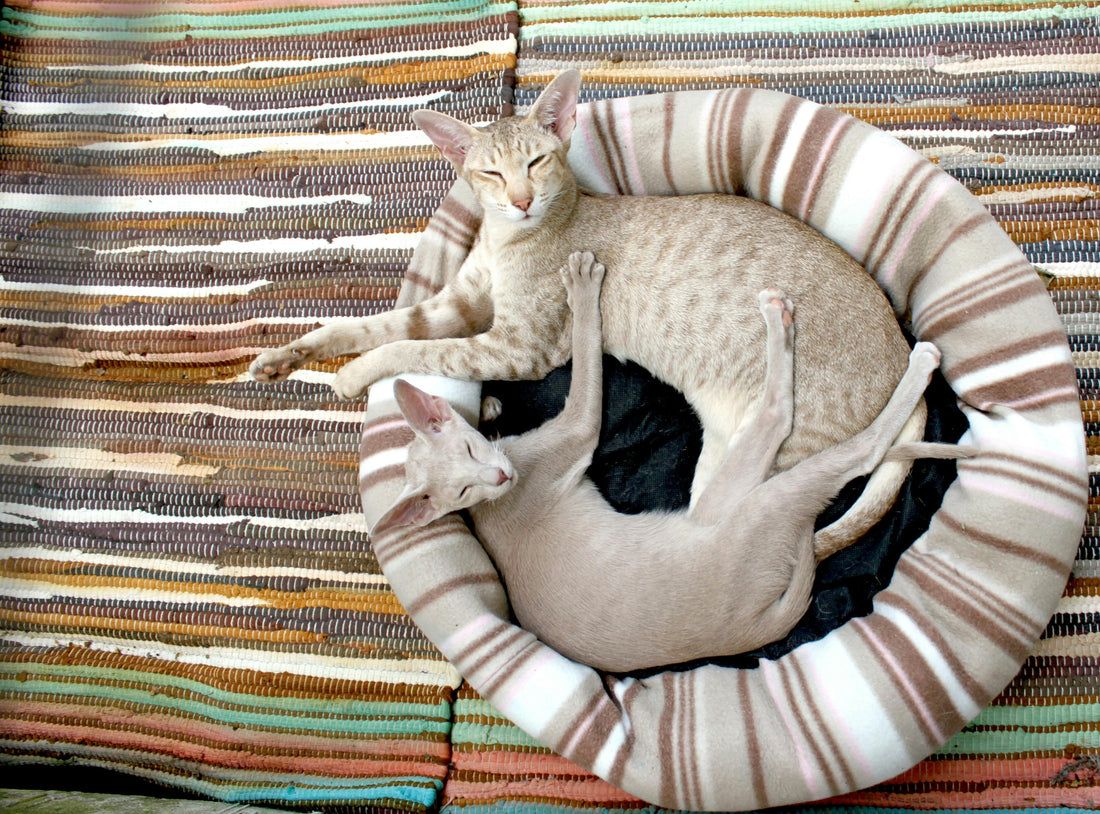 Why a Quality Cat Bed Is Important: The Key to Your Cat's Health and Happiness