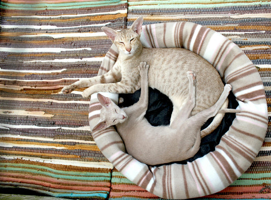 Why a Quality Cat Bed Is Important: The Key to Your Cat's Health and Happiness