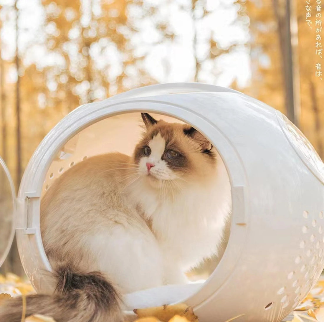 Teaching your Cat to Love its Carrier - PawPawUp