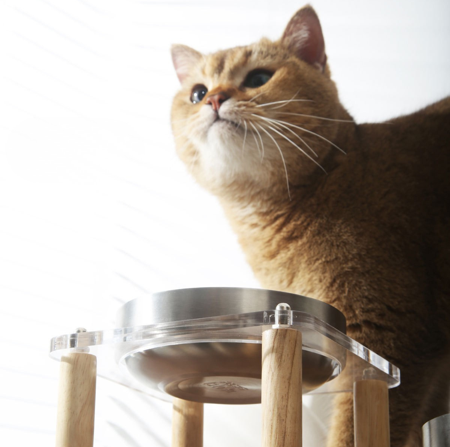 304 Stainless Steel Pet Food Bowl With Acrylic Stand