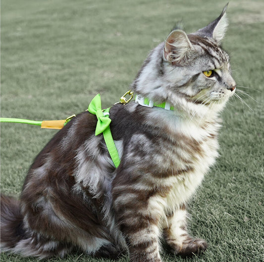 Purrpy Candy Cat Harness and Leash Set