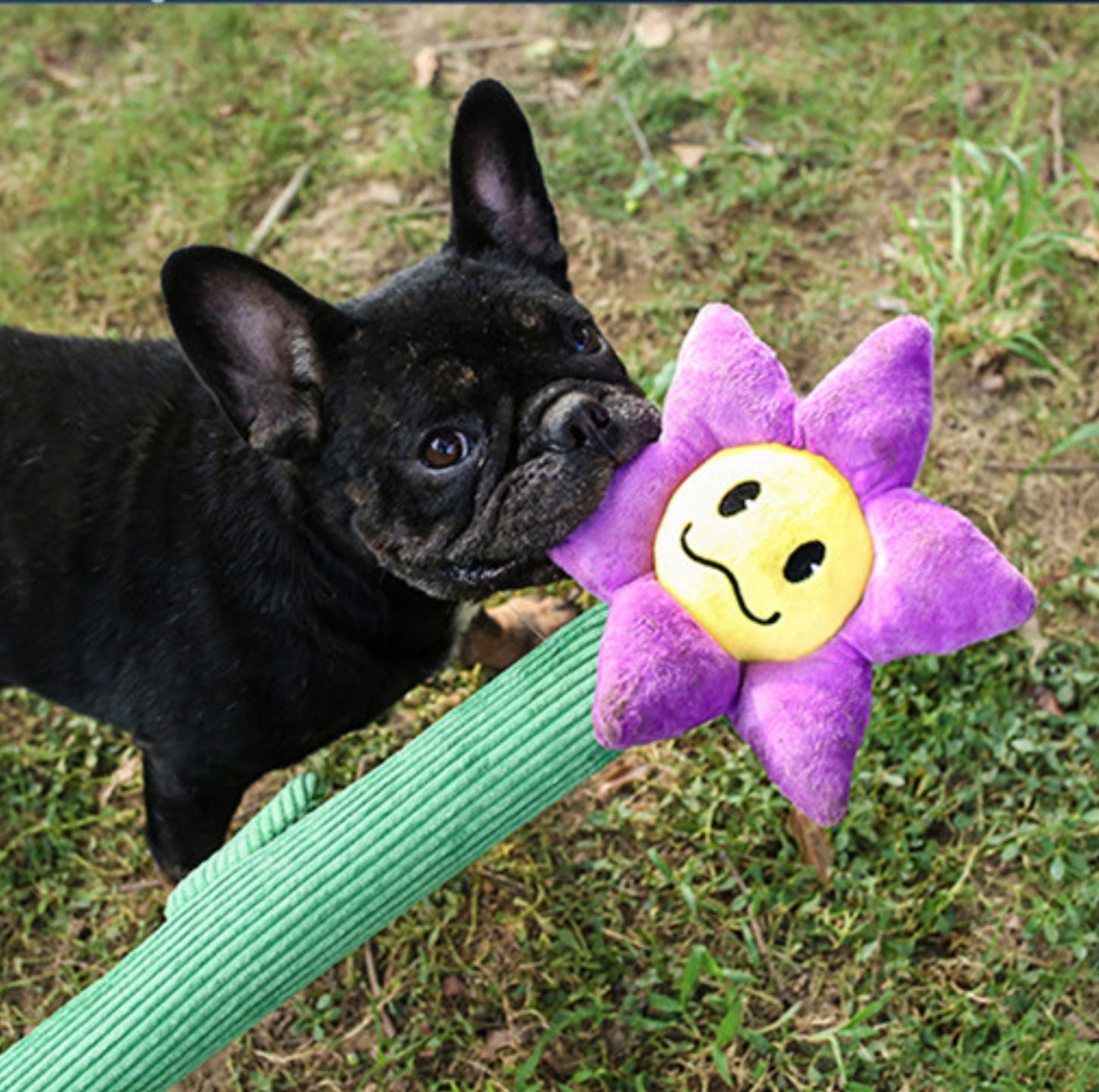 Qmonster Giant Plush Flower Dog Toys