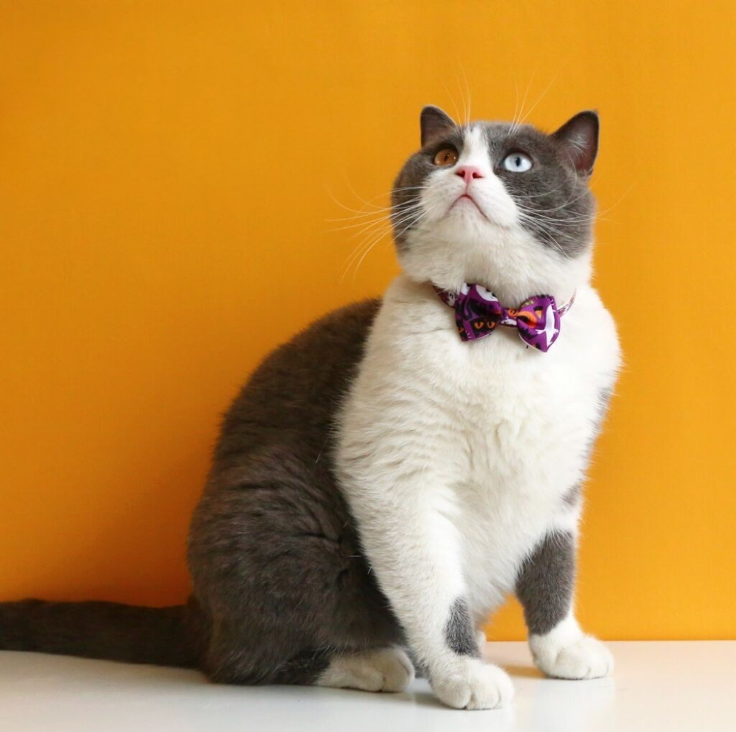 Halloween Bow Tie Cat & Dog Collar – Pumpkin Print with Bell (Adjustable Breakaway Design)