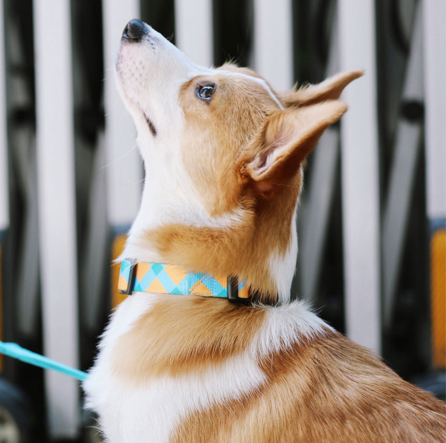 HIDREAM Colourful Dog Collar + Leash Set Adjustable Everyday Walking Set
