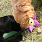 Qmonster Giant Plush Flower Dog Toys