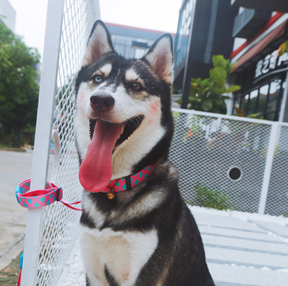 HIDREAM Colourful Dog Collar + Leash Set Adjustable Everyday Walking Set