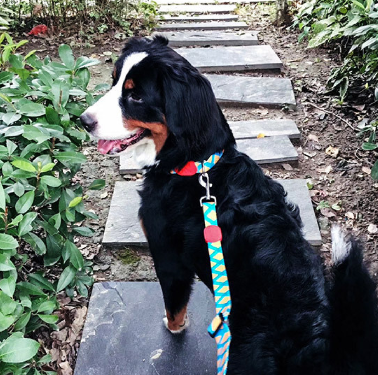 HIDREAM Colourful Dog Collar + Leash Set Adjustable Everyday Walking Set