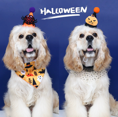 Halloween Pumpkin & Spider Hat for Cats and Dogs