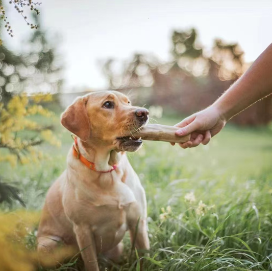 Natural Coffee Wood Dental Chew Stick for Dogs