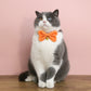 Candy-Colored Denim Bowtie Adjustable Pet Collar