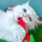Cartoon Felt Catnip Cat Toy - The Ultimate Stress Relief Toy for Cats