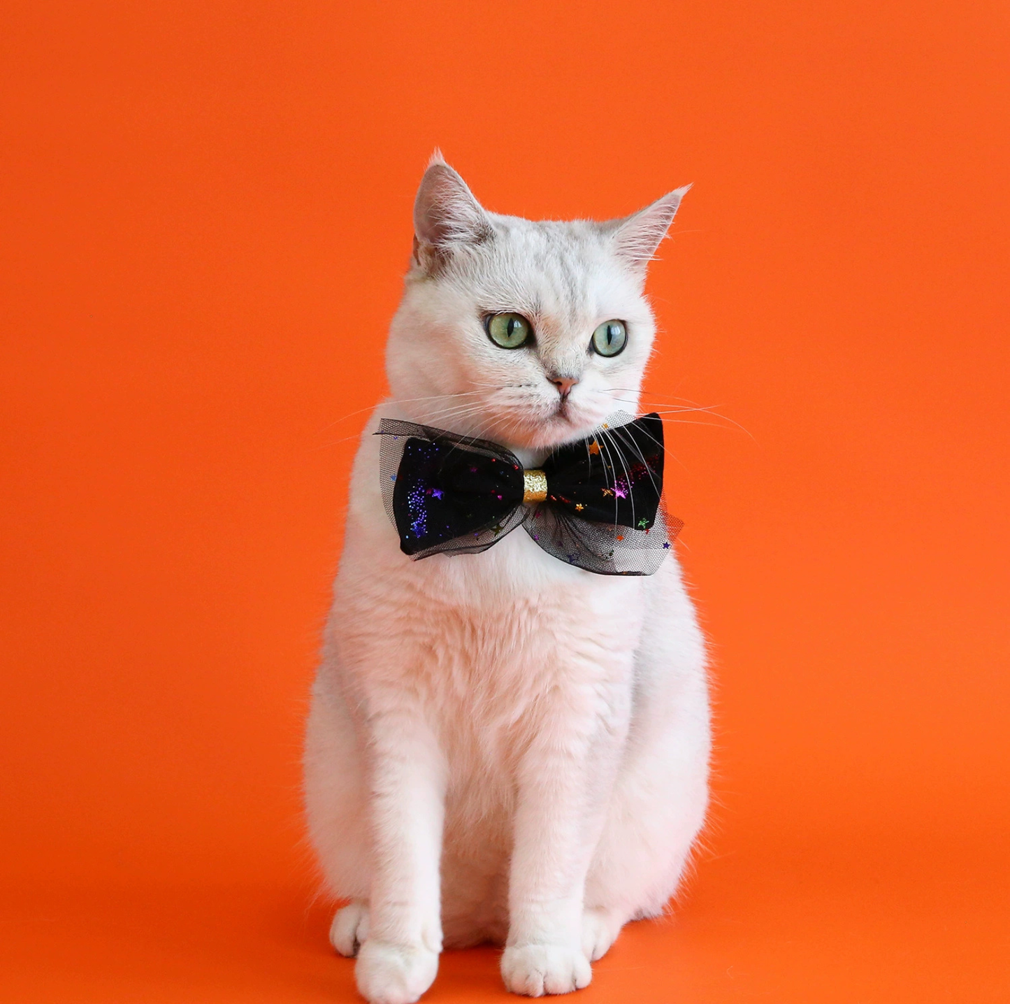 Halloween Witch Hat & Velvet Bow Tie Set for Cats and Small Dogs