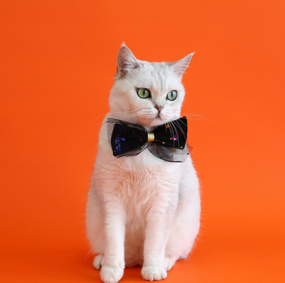 Halloween Witch Hat & Velvet Bow Tie Set for Cats and Small Dogs