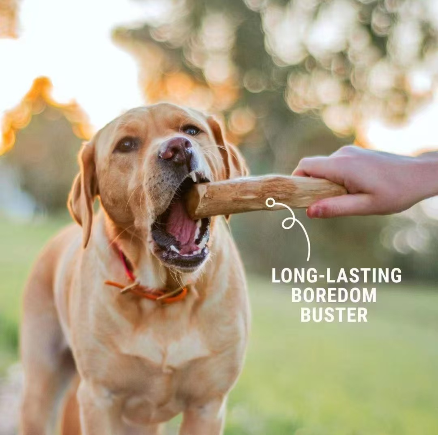 Natural Coffee Wood Dental Chew Stick for Dogs