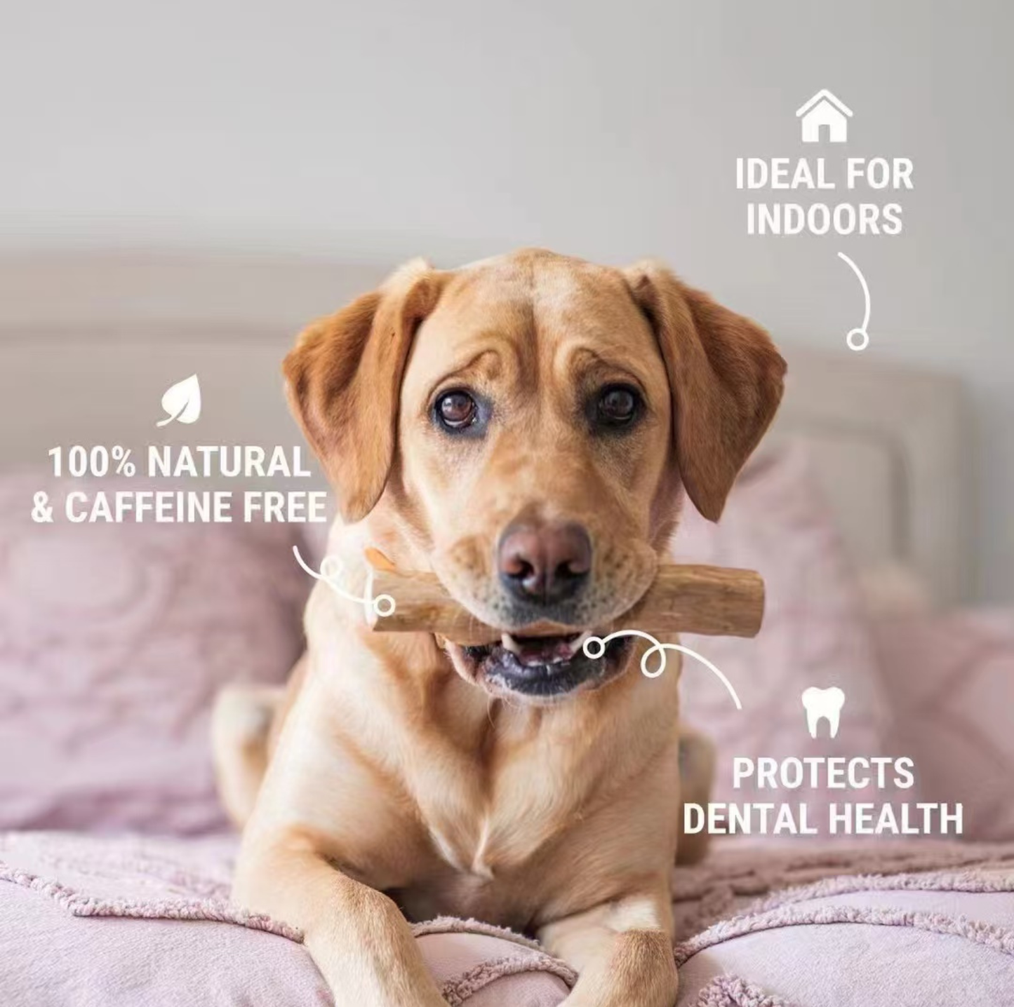 Natural Coffee Wood Dental Chew Stick for Dogs