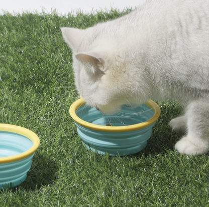 Cartoon Collapsible Travel Pet Bowl with Carabiner