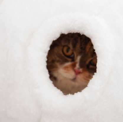 Purroom Little Chicken Series – “Little Chicken Bun” Plush Cat Bed