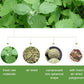 Lollipop Catnip Cat Toys - with Polygonum Vine